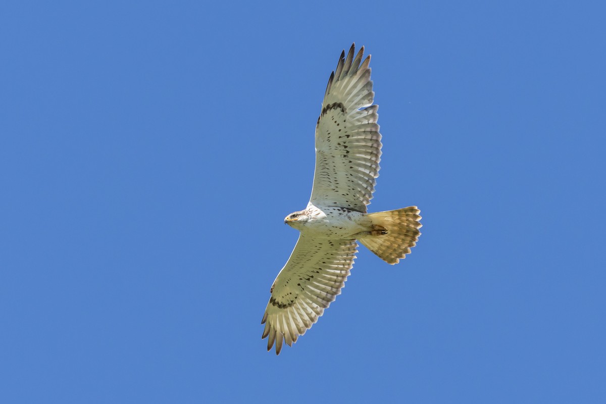 Königsbussard - ML616126022