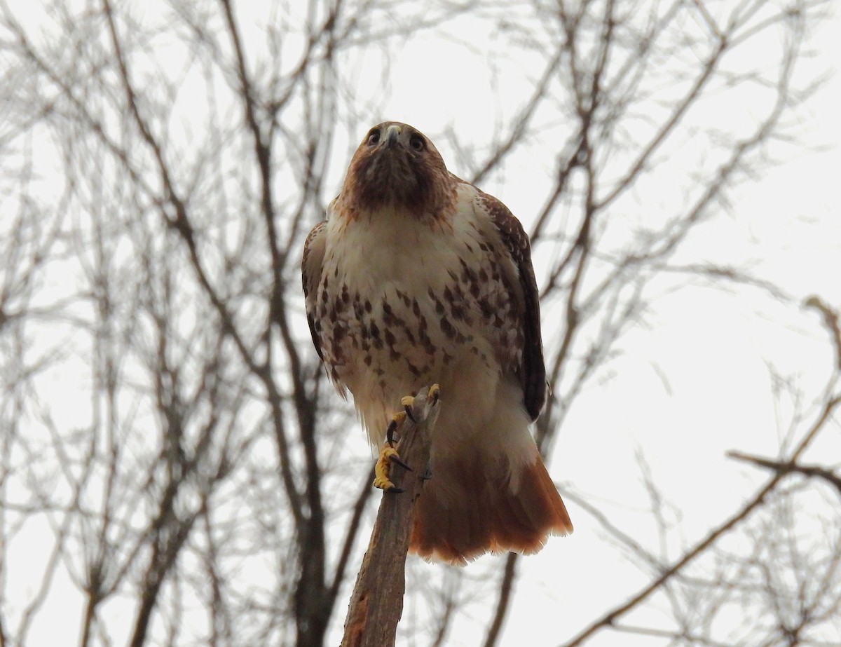 Rotschwanzbussard - ML616126025