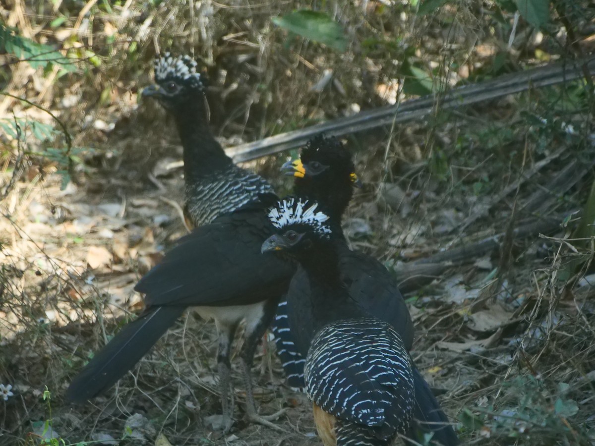 Bare-faced Curassow - ML616126036