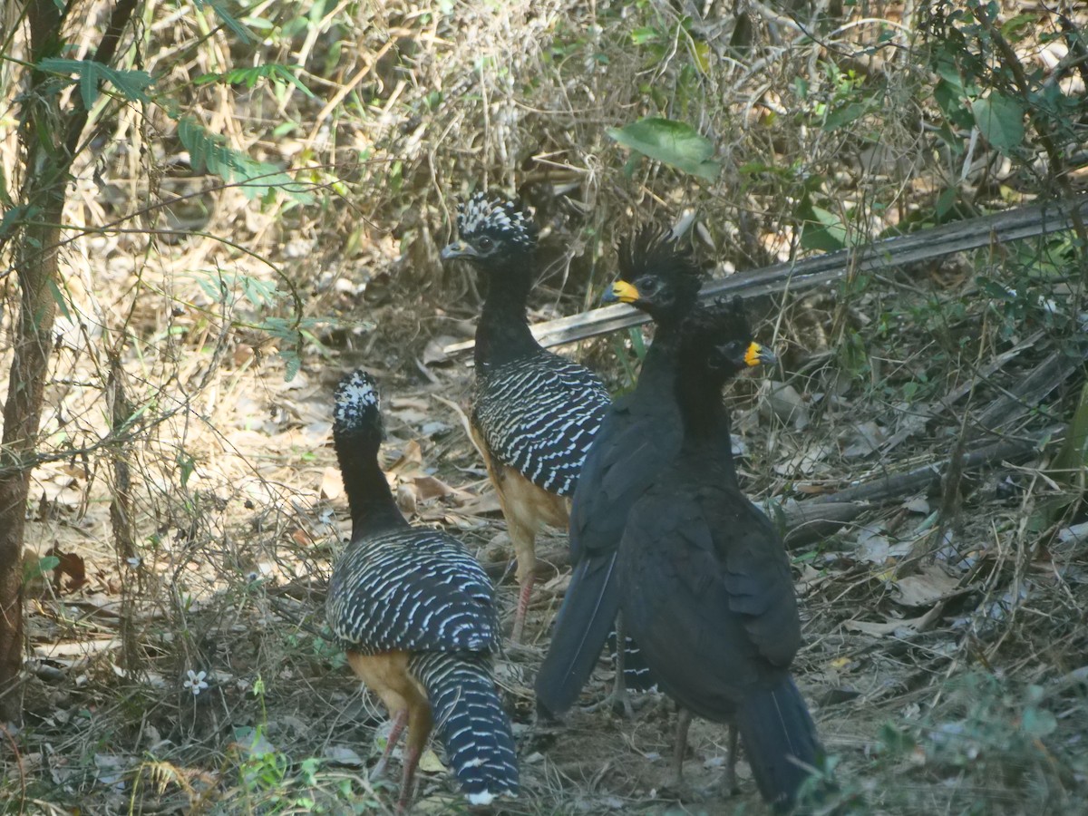 Bare-faced Curassow - ML616126037