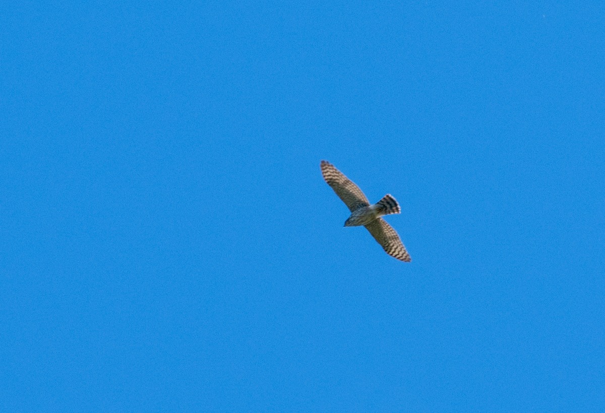 Cooper's Hawk - ML616126043