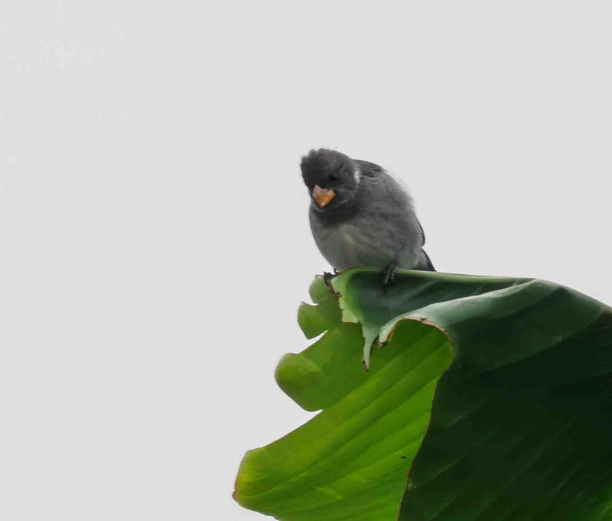 Gray Seedeater - ML616126107