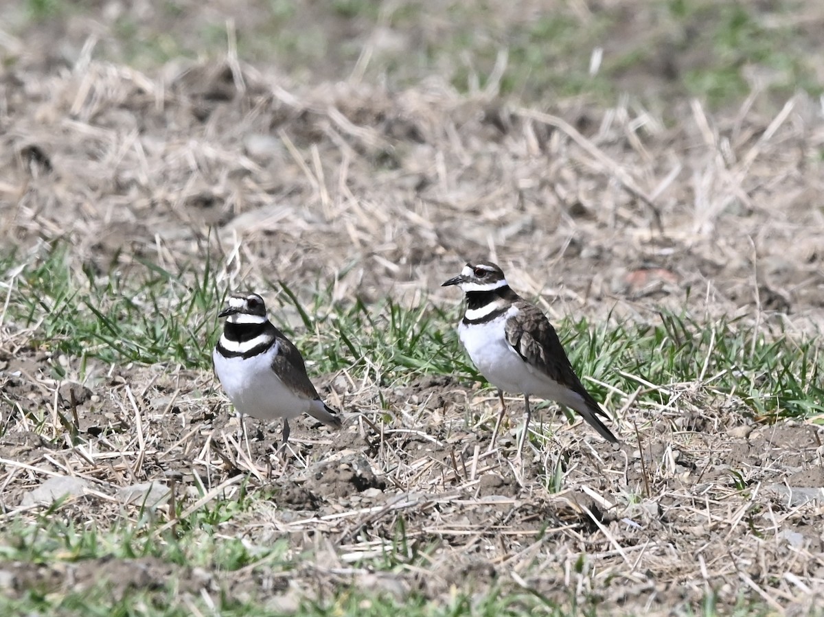 Killdeer - ML616126109