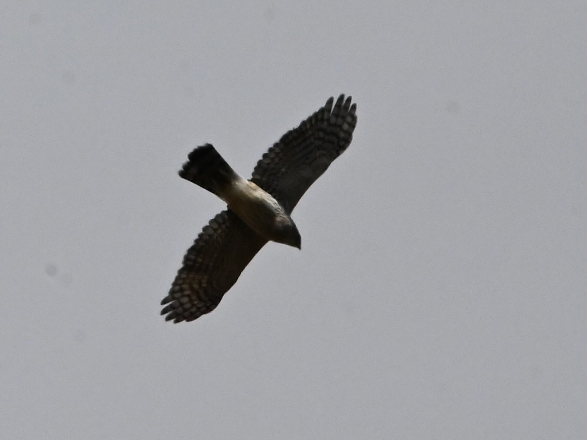 Cooper's Hawk - ML616126135