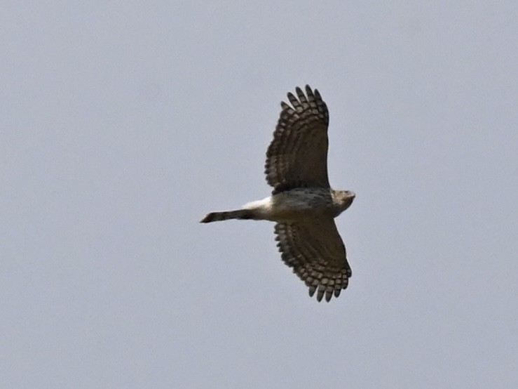 Cooper's Hawk - ML616126136