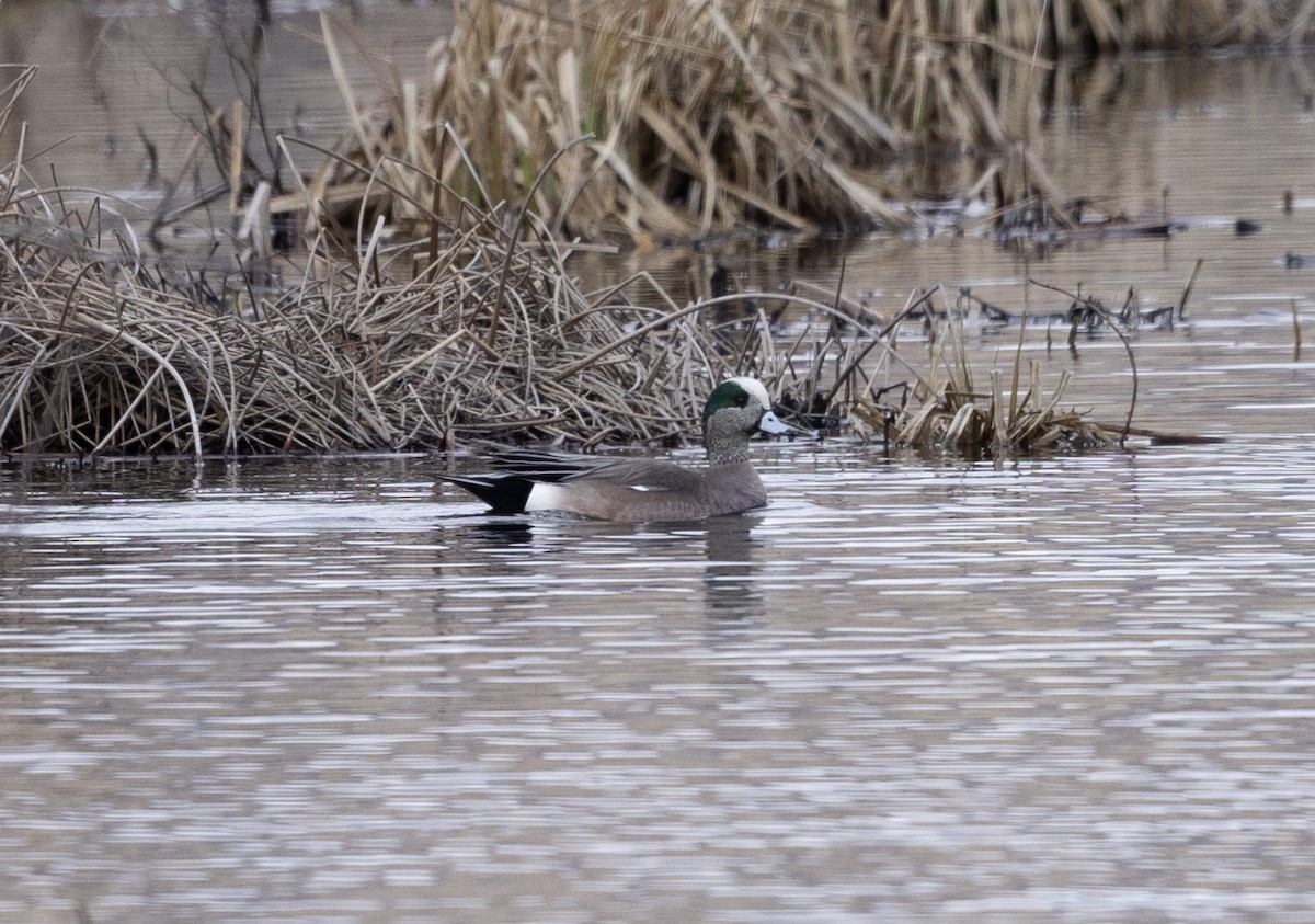 American Wigeon - ML616126156