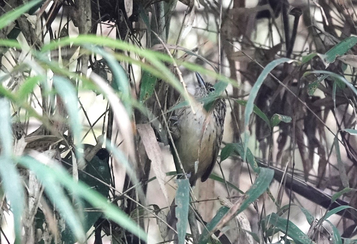 Streak-headed Antbird - ML616126158