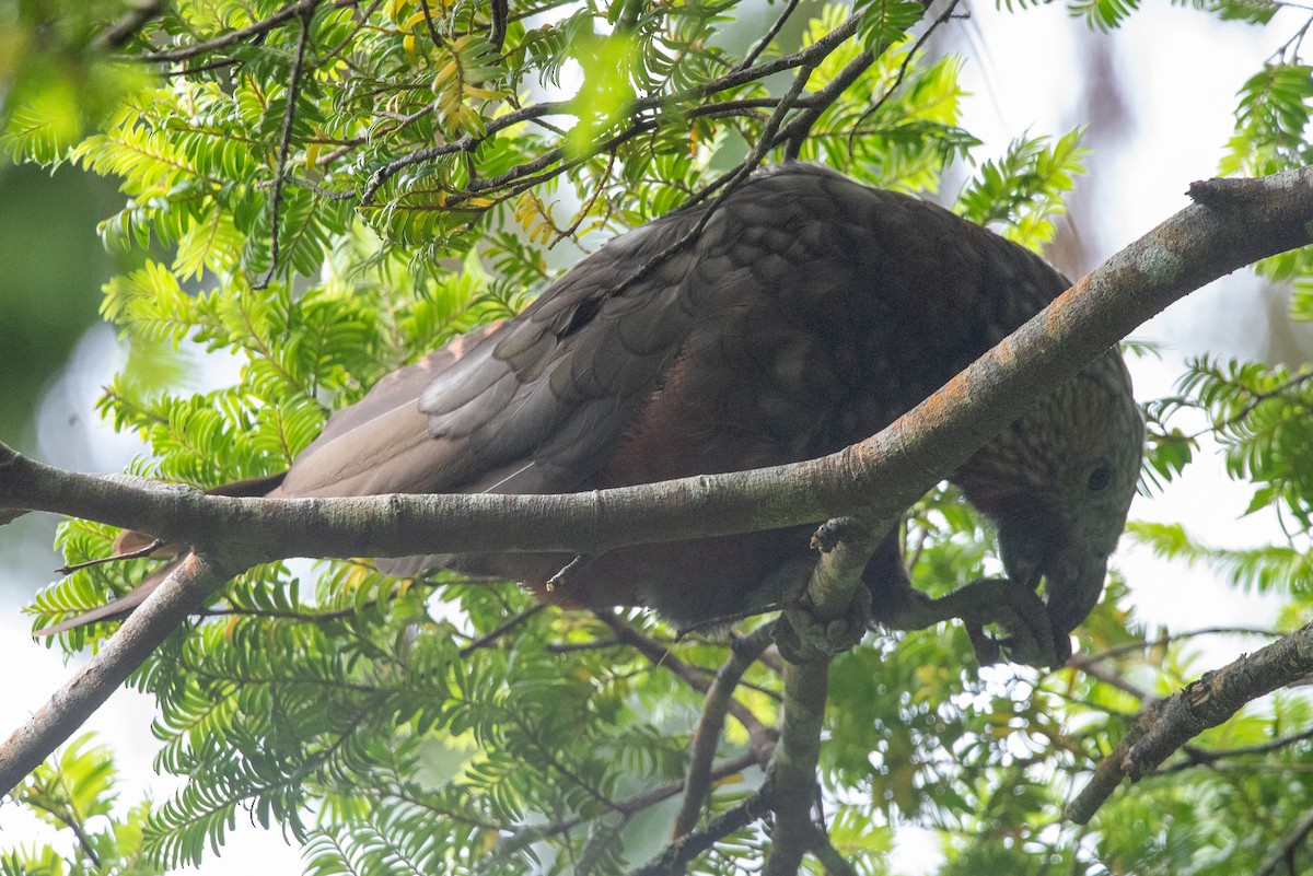 New Zealand Kaka - ML616126177