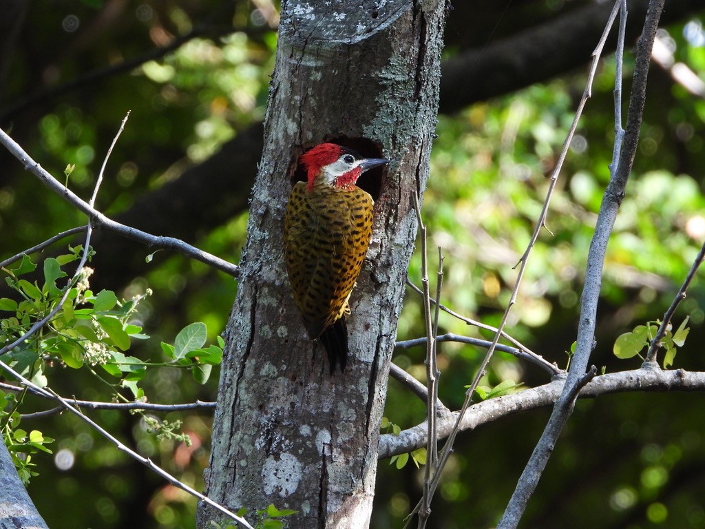 Spot-breasted Woodpecker - Danilo Góngora