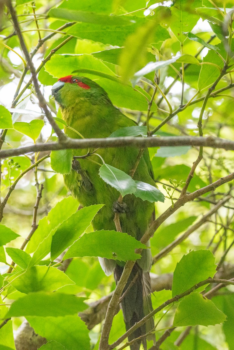 Perico Maorí Cabecirrojo - ML616126183