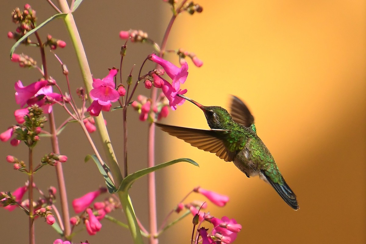 Broad-billed Hummingbird - ML616126205