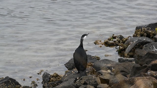 Black-faced Cormorant - ML616126206