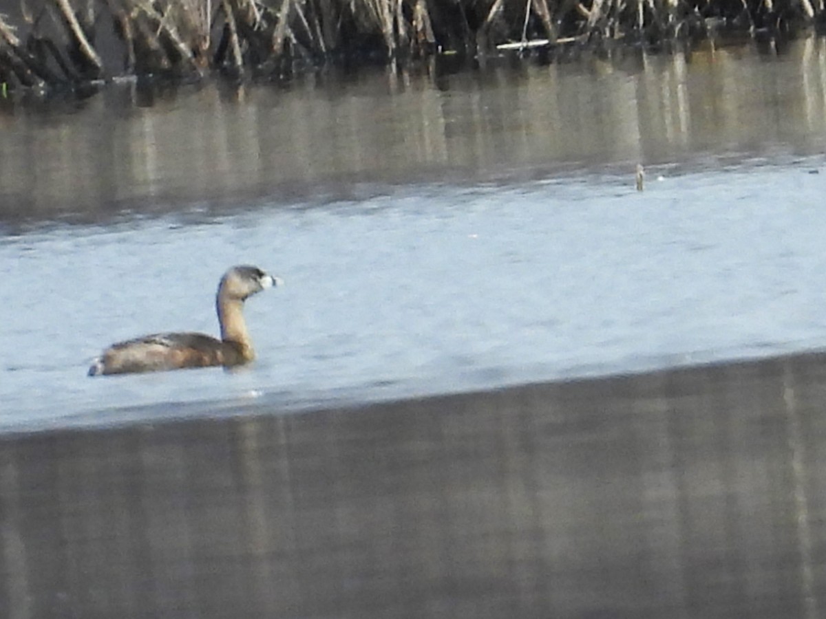 Pied-billed Grebe - ML616126243