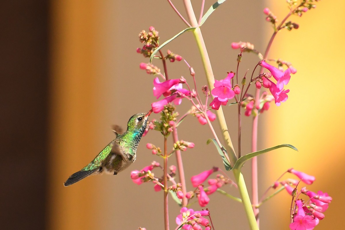 Broad-billed Hummingbird - Team Sidhu-White