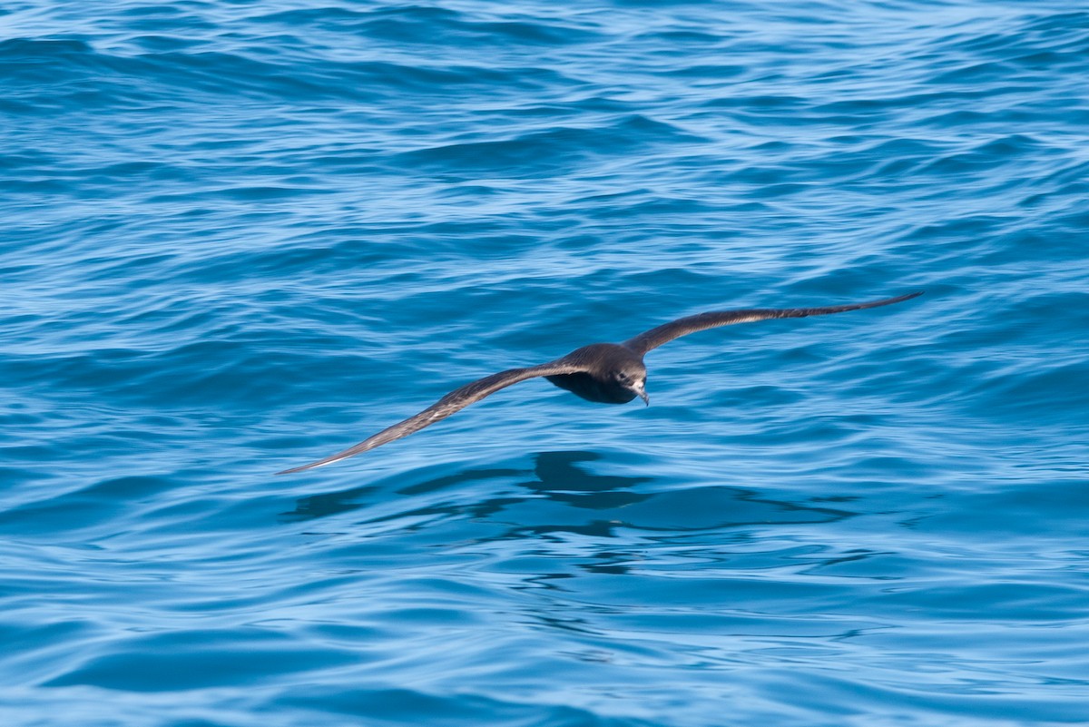 Flesh-footed Shearwater - ML616126267