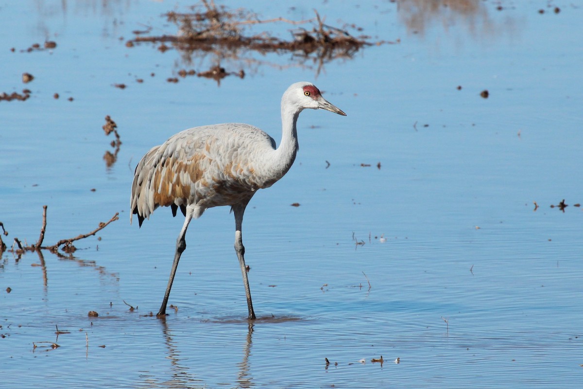 Sandhill Crane - ML616126272