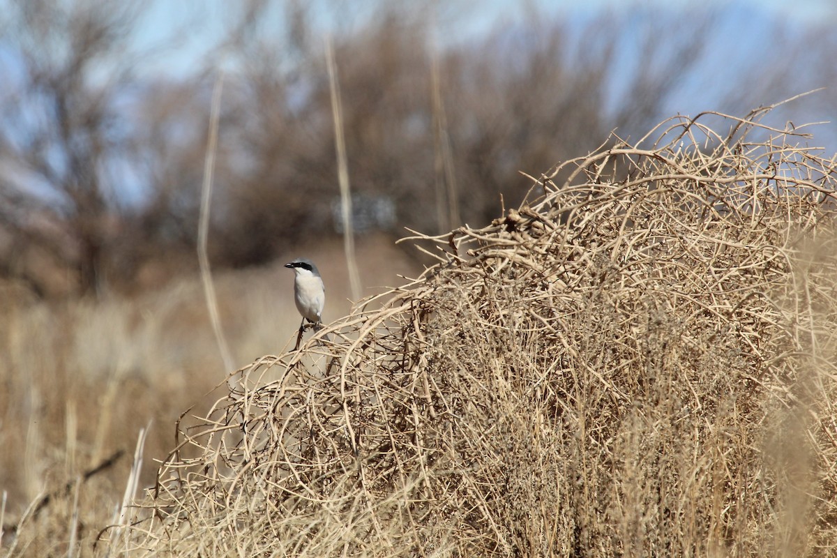 Loggerhead Shrike - ML616126281