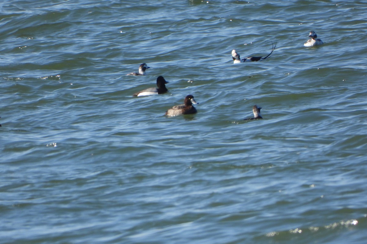 Long-tailed Duck - ML616126289
