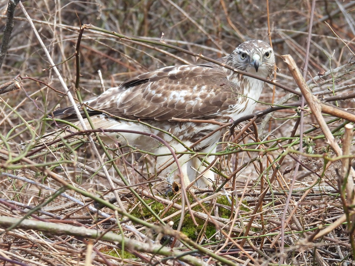 Red-tailed Hawk - ML616126292