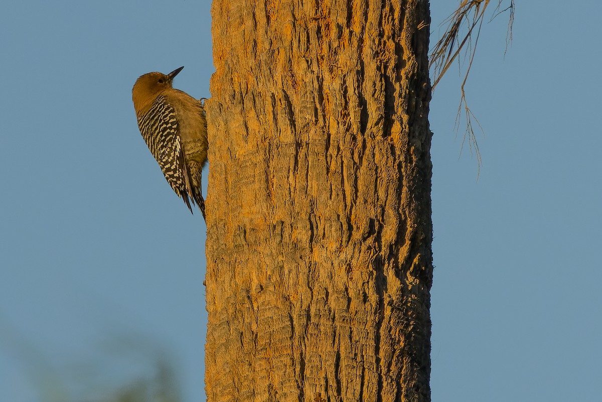 Gila Woodpecker - ML616126295