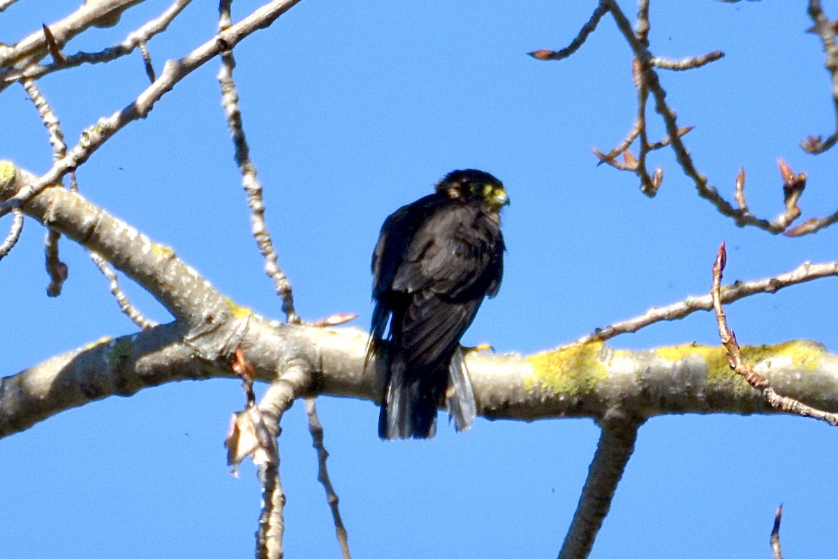 Merlin (Black) - ML616126311