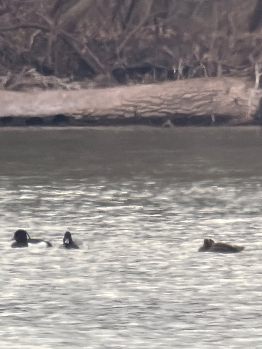 Tufted Duck - Kyle Gage