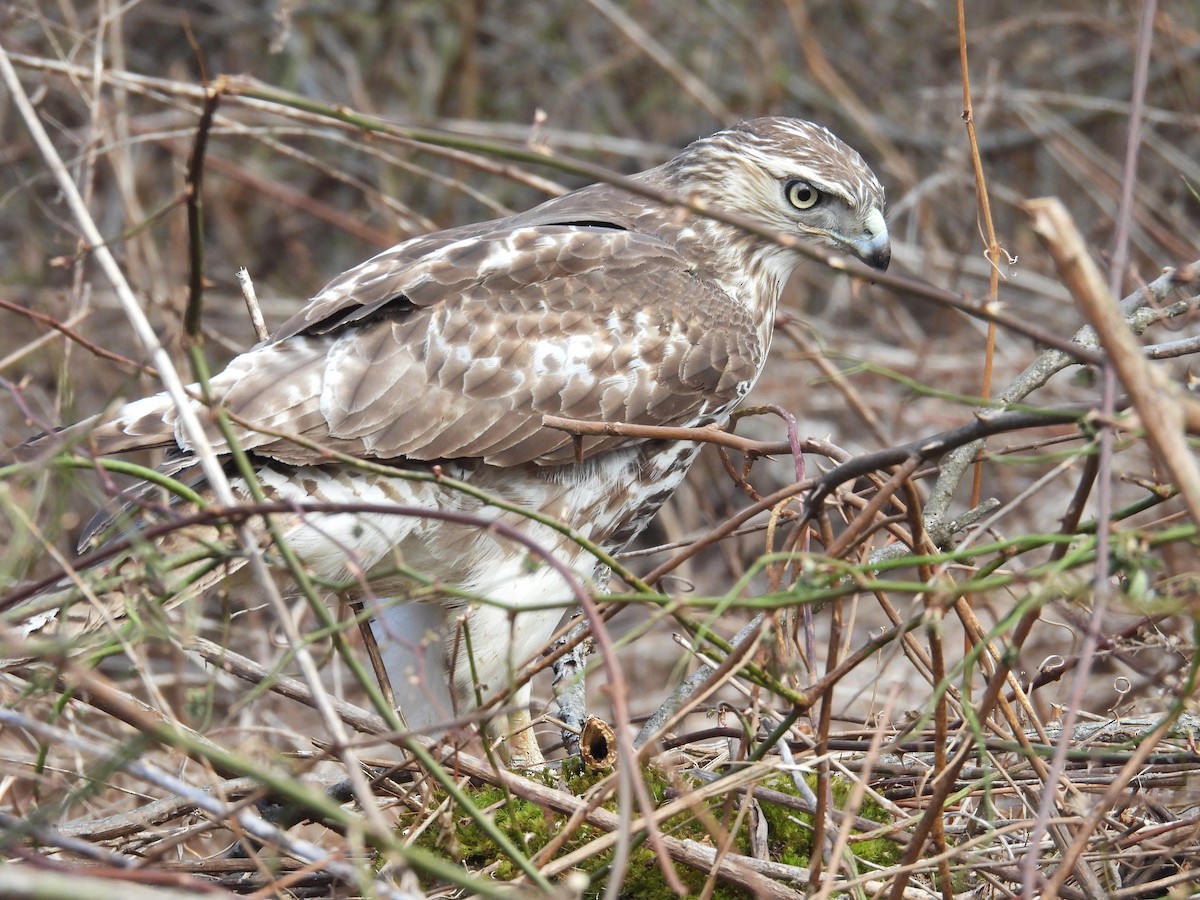 Red-tailed Hawk - ML616126326