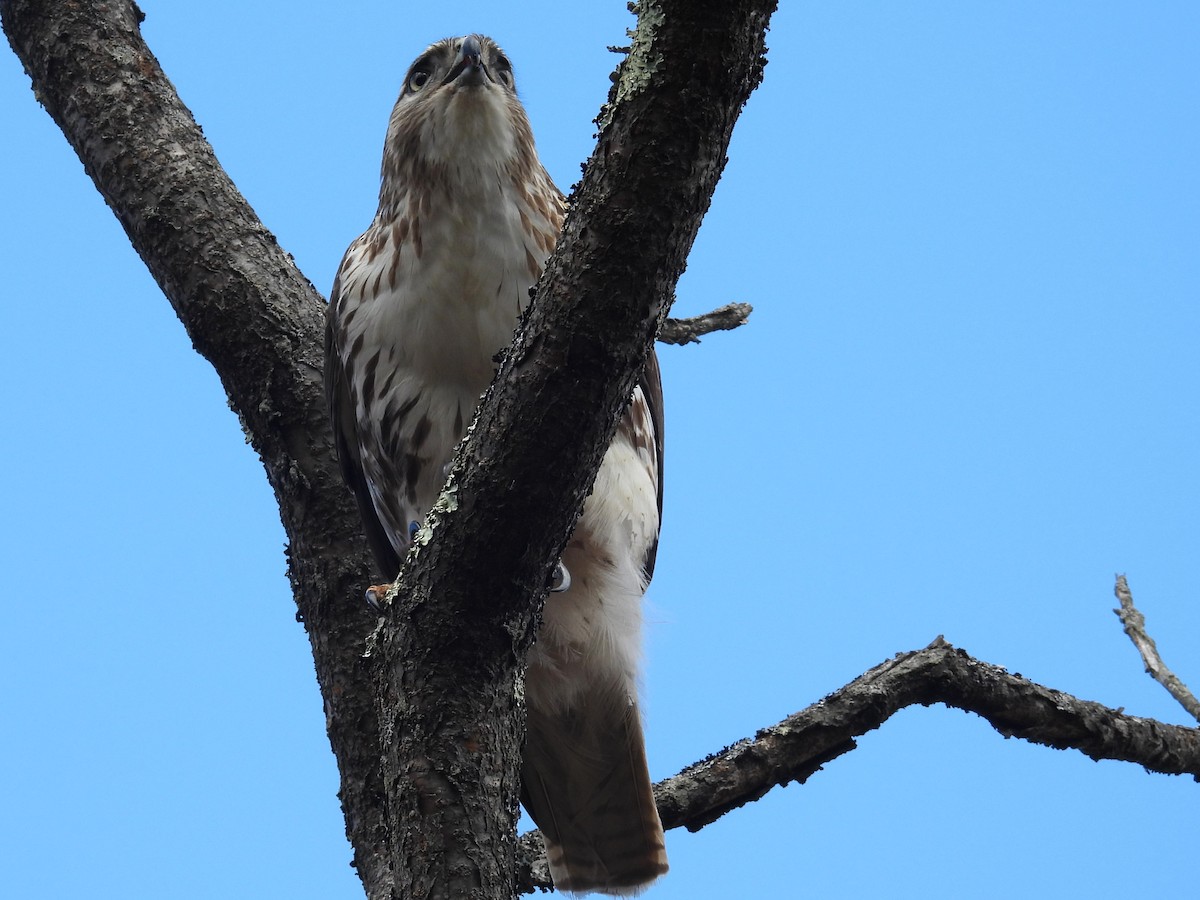 Red-tailed Hawk - ML616126332