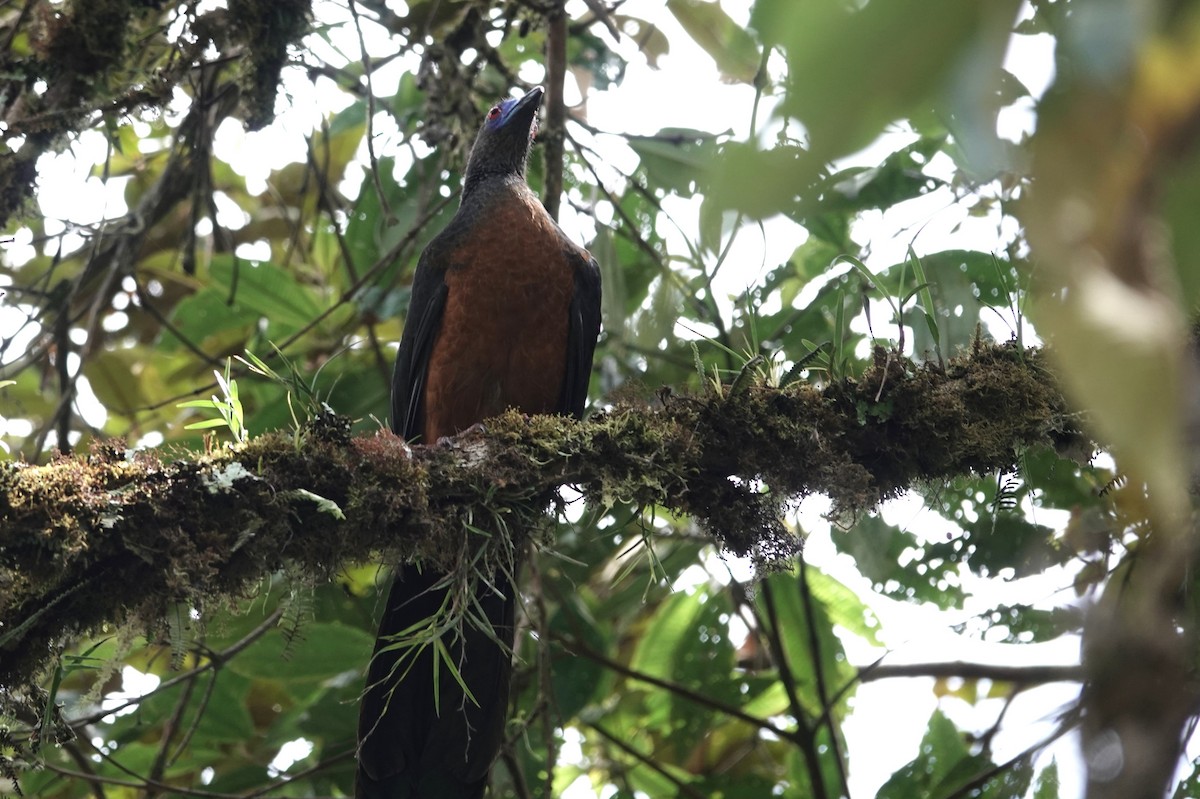 Sickle-winged Guan - Sophia Wong