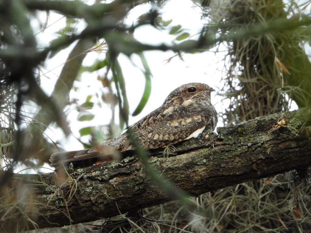 Common Nighthawk - ML616126347