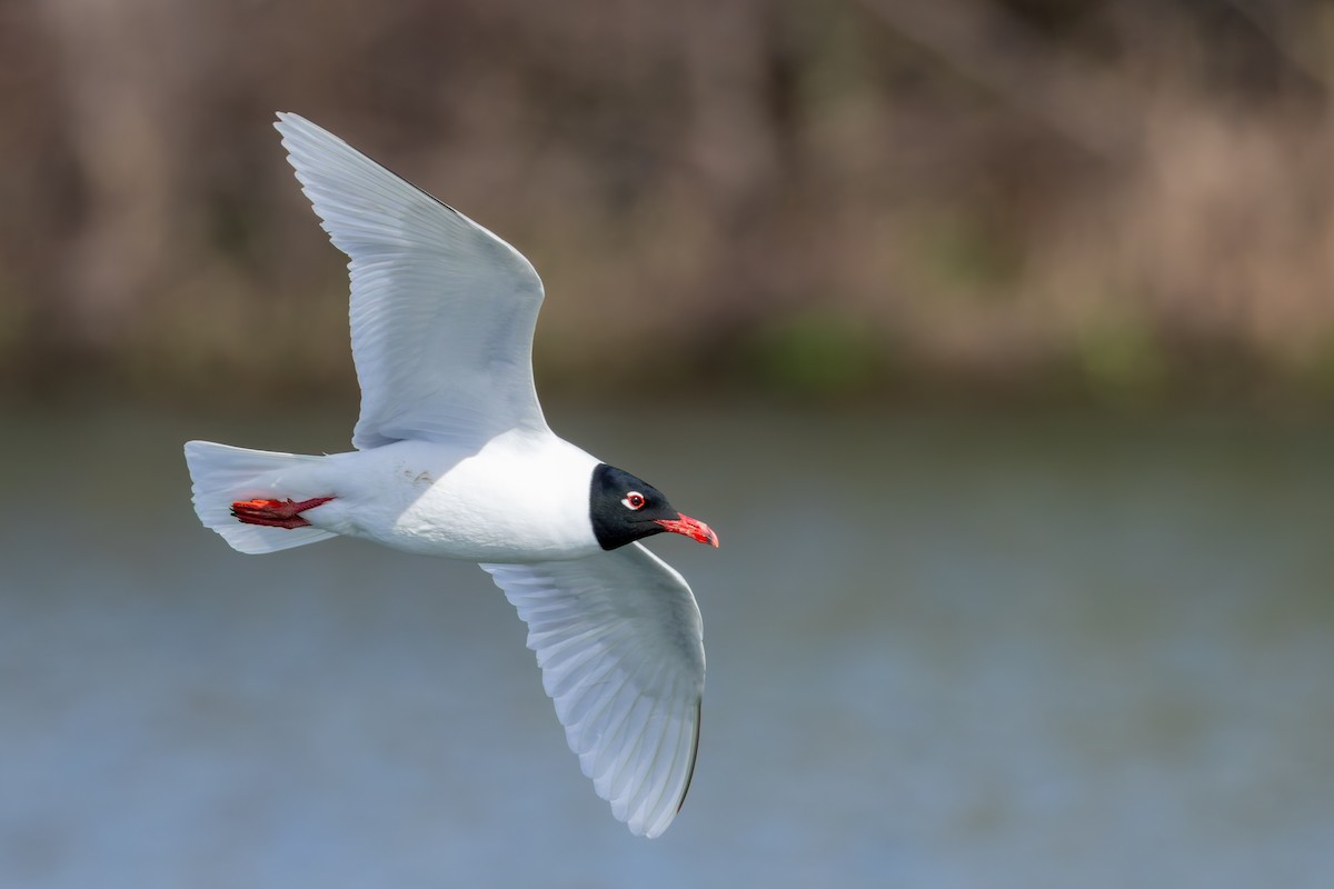 Mediterranean Gull - Alexis Lours