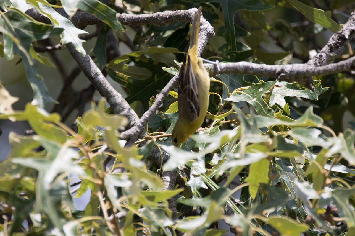 Orchard Oriole - Eric Weislogel