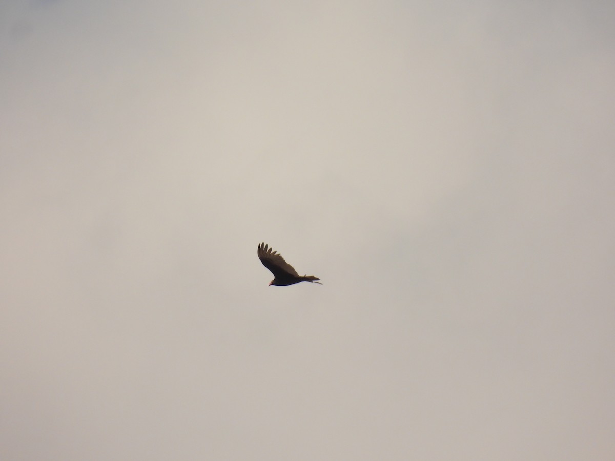 Turkey Vulture - ML616126416