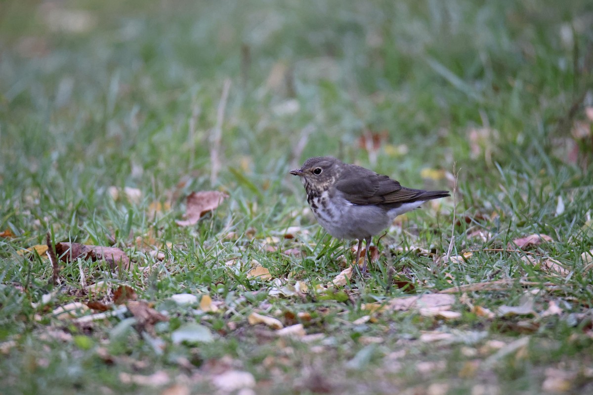 Swainson's Thrush - ML616126420