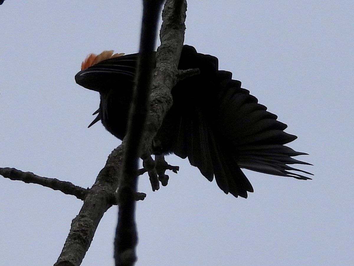 Red-winged Blackbird - ML616126423