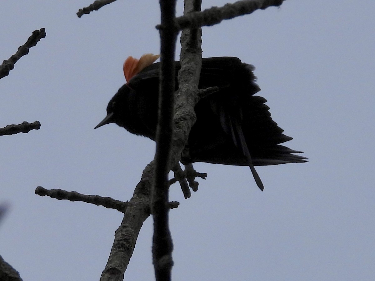 Red-winged Blackbird - ML616126424