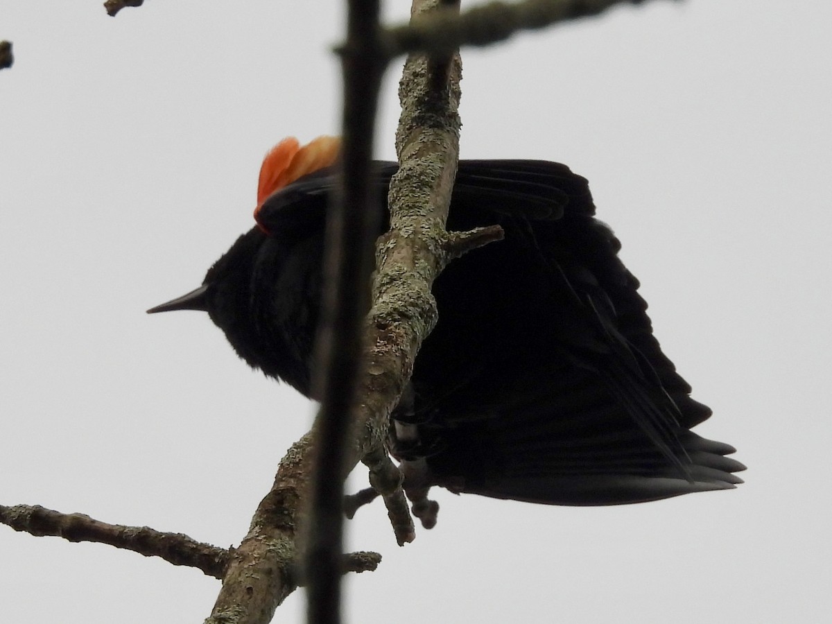 Red-winged Blackbird - ML616126425