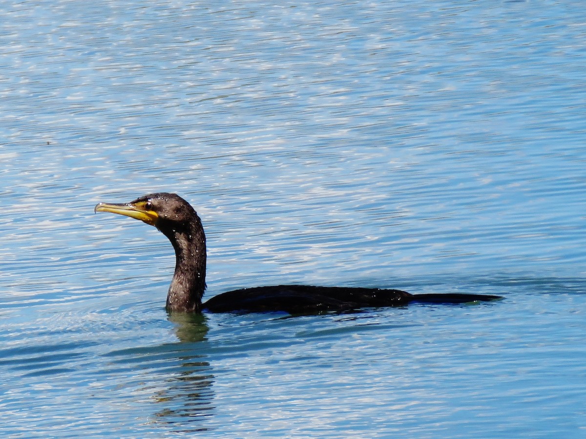 Double-crested Cormorant - ML616126536