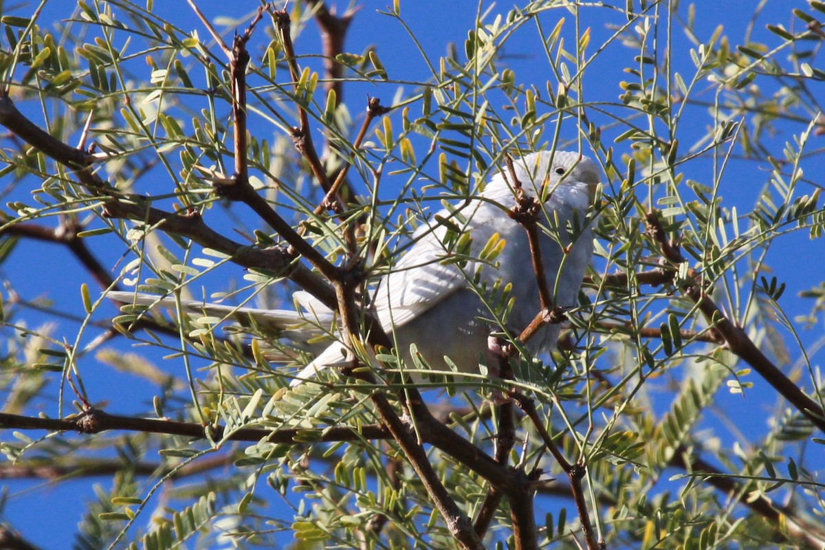 Budgerigar (Domestic type) - ML616126547