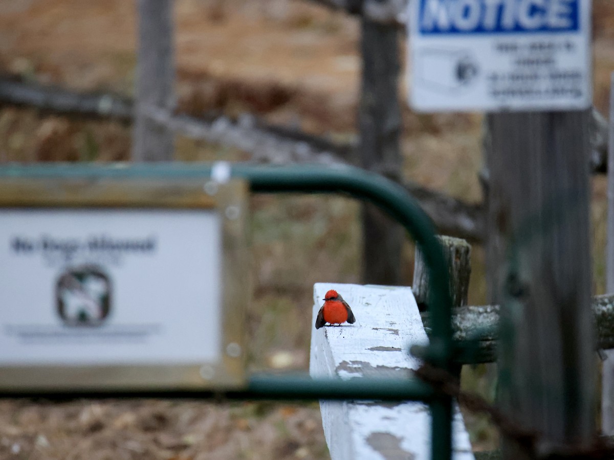 Vermilion Flycatcher - ML616126553