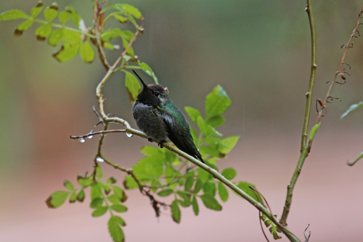Anna's Hummingbird - ML616126576