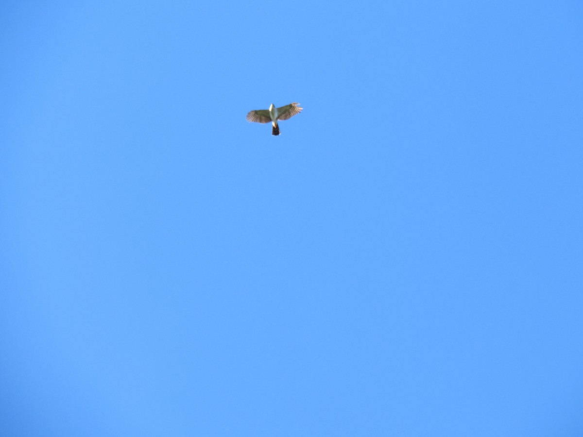 Sharp-shinned Hawk - ML616126595