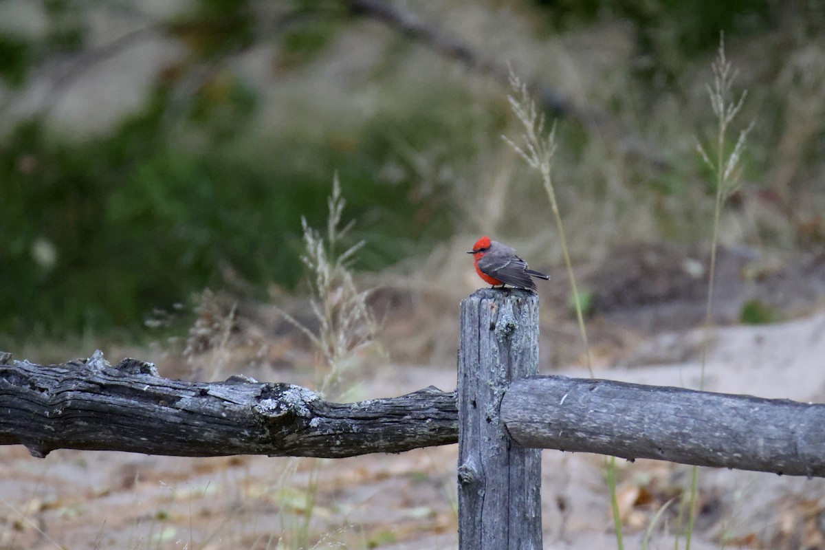 Vermilion Flycatcher - ML616126638