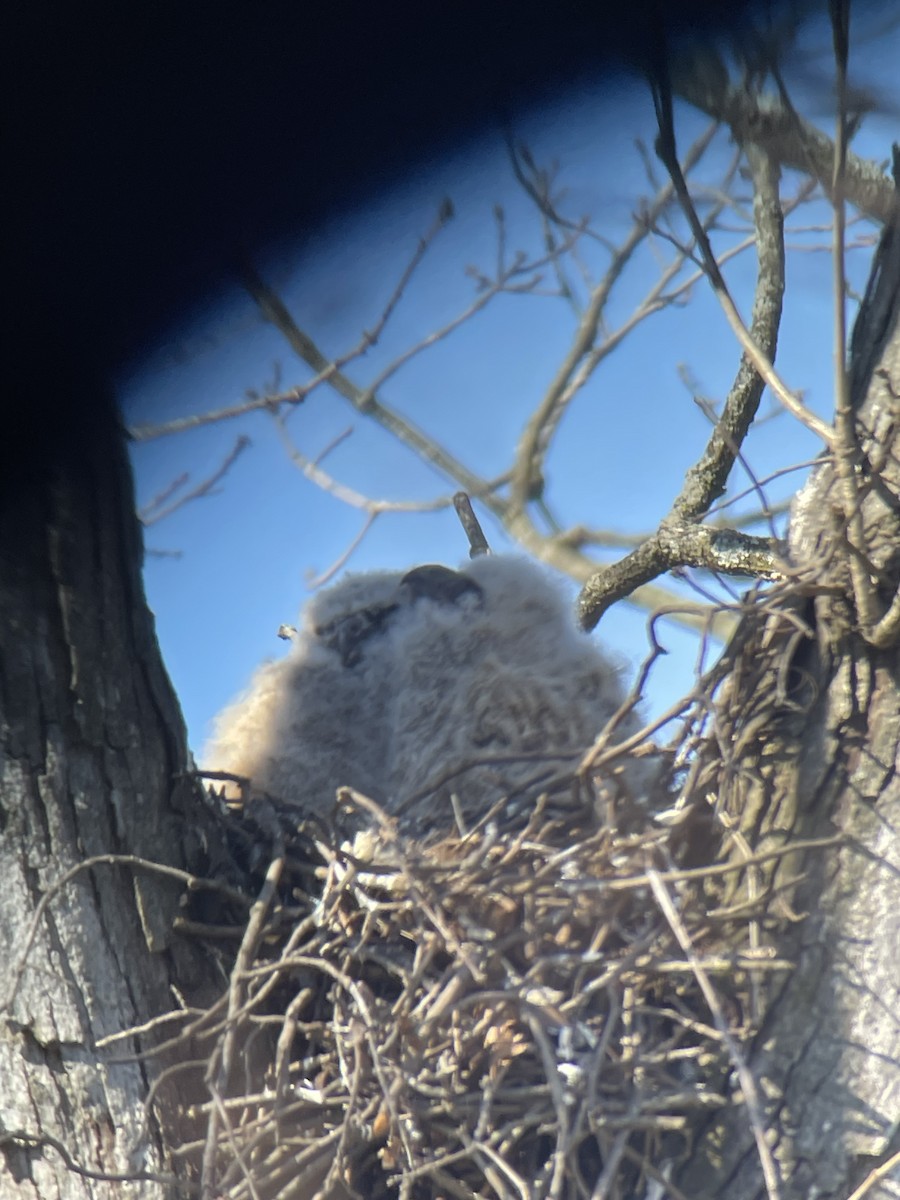 Great Horned Owl - ML616126643