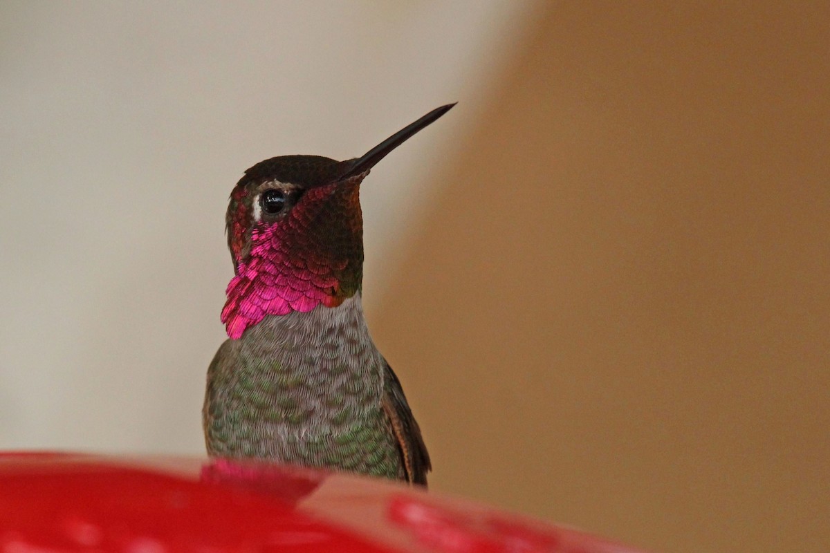 Anna's Hummingbird - ML616126684