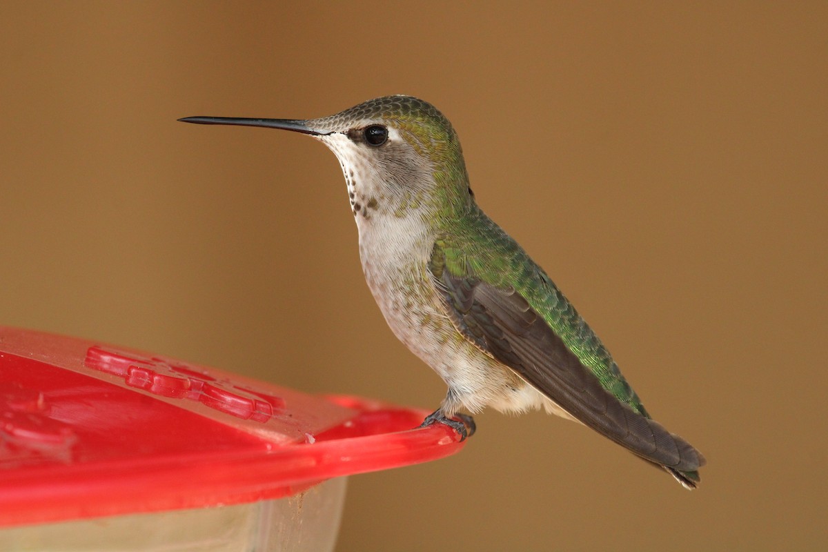 Anna's Hummingbird - ML616126685