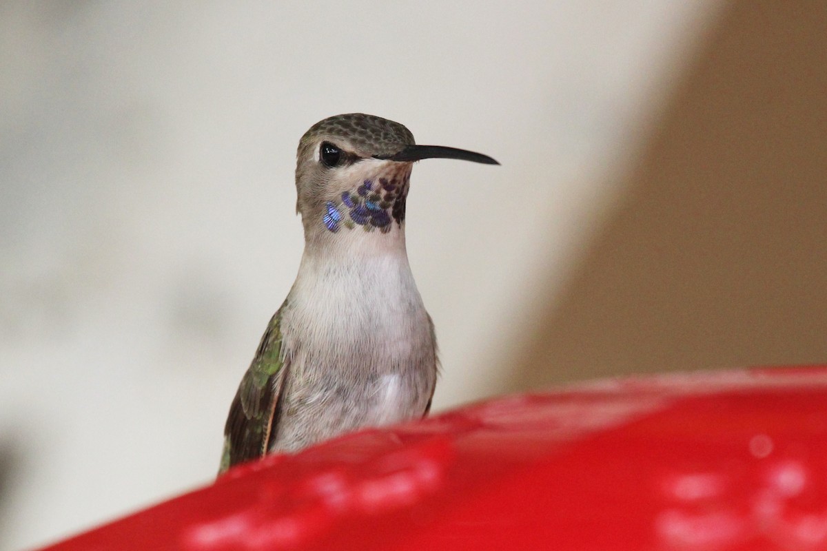 Costa's Hummingbird - ML616126696