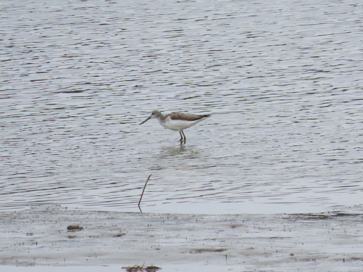 Common Greenshank - ML616126699