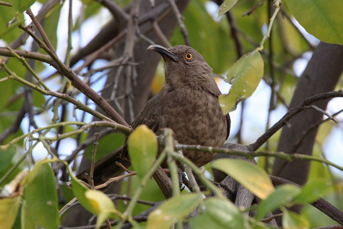 Curve-billed Thrasher - ML616126700