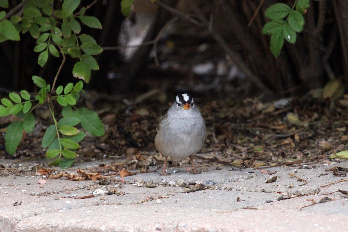 White-crowned Sparrow - ML616126713